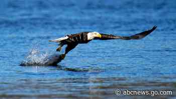 US report: Bald eagle populations soar in lower 48 states