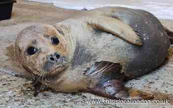 Freddie the seal death: Woman to face no criminal action