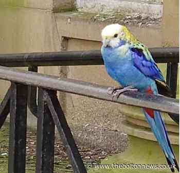 Exotic bird spotted in Bolton Town Centre - The Bolton News