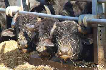 Pomar, cittadino di Ardea chiede documenti sulle emissioni. Tar gli dà ragione - Il Caffè.tv