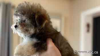 CFIA targets puppy importers in at least 6 raids in Ontario