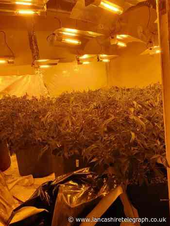 Cannabis farm with plants worth an estimated street value of £26k discovered in Burnley