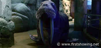 Killer Sea Animals Unleashed! New Trailer for 'Aquarium of the Dead'