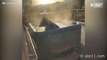 WATCH: Bear takes morning dip in hot tub