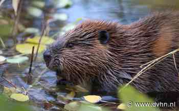 De bever van Groningen is gevangen en uitgezet in het stroomgebied van de Ruiten Aa in Westerwolde - Dagblad van het Noorden