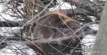 Etende bever| Zelf Geschoten - Vroege Vogels - Zembla
