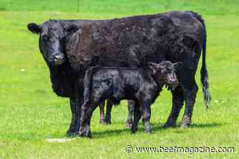 New calf care &amp; quality assurance program launched