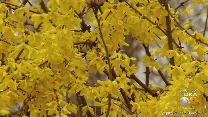 New Research Suggests Coronavirus Infection Rates Follow Pollen Counts