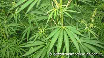 Modena. Cannabis light, venditore assolto: «Non è droga» - La Gazzetta di Modena