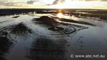 Border river floods destroy droughted farmers' first good crop in years
