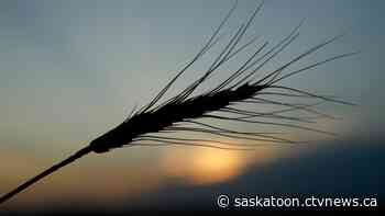 Carbon pricing could wipe out some farmers' profits, Sask. ag group warns