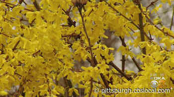 New Research Suggests Coronavirus Infection Rates Follow Pollen Counts - CBS Pittsburgh