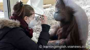 Zoos Take Steps to Prevent Animals from Getting the Coronavirus - VOA Learning English