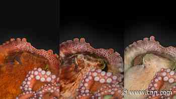 Octopuses stay busy while they're sleeping. See what they're up to.