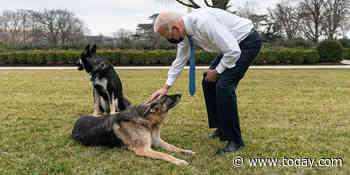 Joe Biden's dogs, Champ and Major, have returned to the White House