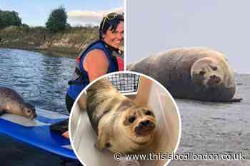 Gallery: Pictures and tributes to Richmond's celebrity seal