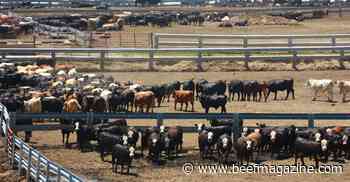 Senators introduce fix for cattle market price discovery