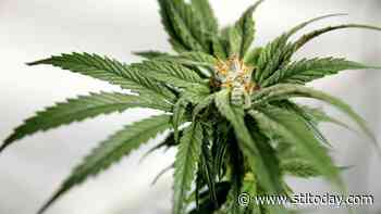 Missouri appeals ruling that forced state to award medical marijuana licenses to companies - STLtoday.com