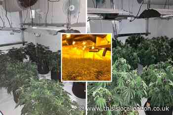 Three arrested as police bust cannabis factory in Thamesmead