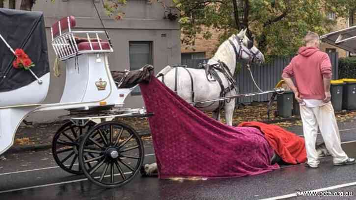 Horse Pulling Carriage Dies on Melbourne Street