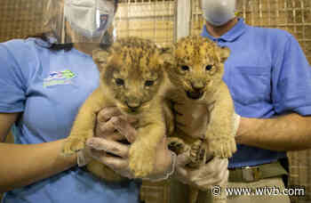 Two lion cubs born at Buffalo Zoo