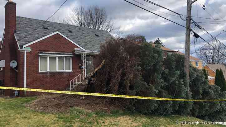 Massive Tree, Once Offered To City For Christmas, Topples Over In Greenfield Front Yard