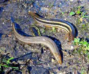 Noord-Aziatische modderkruiper duikt op: exoot kan doodstee... (Bocholt) - Het Belang van Limburg Mobile - Het Belang van Limburg
