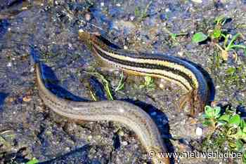 Exoot kan doodsteek betekenen voor bedreigde grote modderkru... (Bocholt) - Het Nieuwsblad