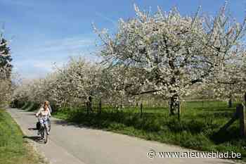 Ook wie niet buiten wil komen, kan dit jaar van de Hagelandse bloesems genieten