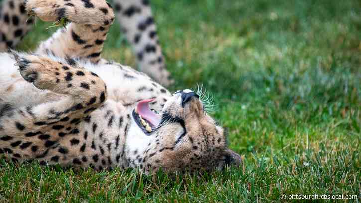 Pittsburgh Zoo & PPG Aquarium Closed To Public Due To High Winds