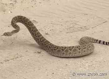 Massive 6-foot diamondback rattlesnake spotted at popular Corpus Christi pier 