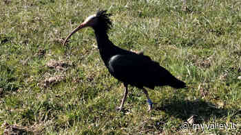 Avvistato a Clusone un raro ibis eremita - MyValley.it