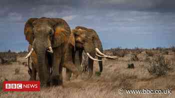 Extinction: Elephants driven to the brink by poaching