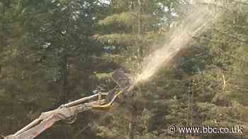 Why cutting down trees can be good for the climate