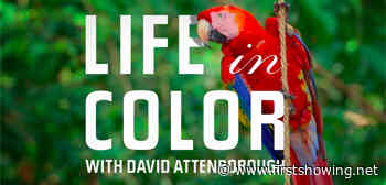Dazzling Doc Series 'Life in Color with David Attenborough' Trailer