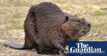 Toronto: fare-beating beaver wandering in station disrupts morning commute - The Guardian