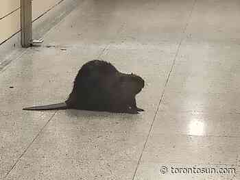 'SLAPPING TAIL': Beaver spotted at Royal York subway station - Toronto Sun