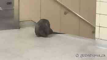 Video shows Toronto animal services retrieve beaver from Royal York subway station | Watch News Videos Online - Globalnews.ca
