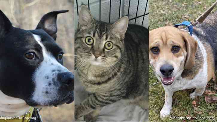 Furry Tails: Phoenix, Daisy And Sally Are Waiting For Forever Homes