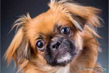 Pekinees Blitz slaat alarm voor gewonde bovenbuurvrouw (Dessel) - Gazet van Antwerpen