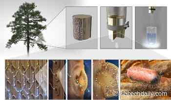 MIT Engineers Make Low-Cost Filters From Tree Branches to Purify Drinking Water