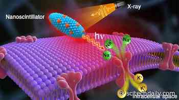 Shining a Healing Light on the Brain: Pivotal Discovery Could Treat Epilepsy, Parkinson’s, Depression and Chronic Pain
