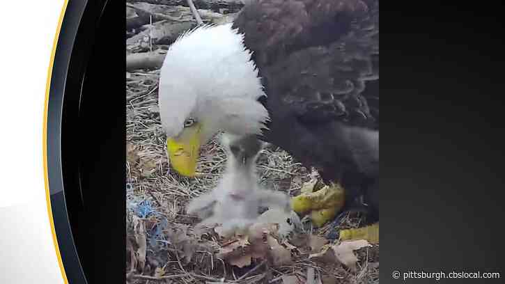 Third ‘Pip’ Spotted In Hays’ Bald Eagles Nest Days After First 2 Hatchings