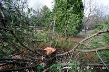 Fraternity members stole rare tree from US university arboretum, police say - Dudley News