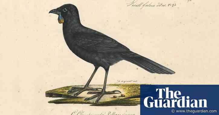 'Wanted, preferably alive': the $10,000 search for New Zealand's 'ghost' bird
