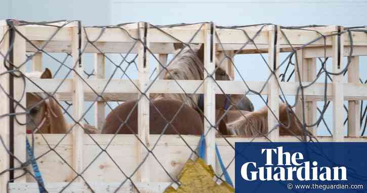 Protests at 'inhumane' export of live horses to Japan for food