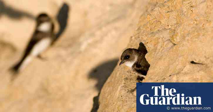 Giant sandcastle built to bring sand martins home to roost in Surrey