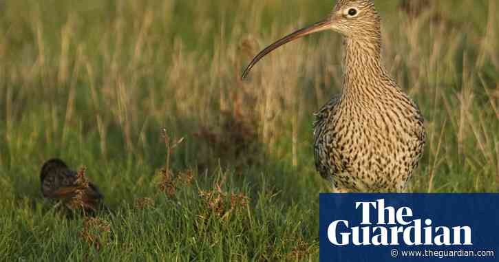 Country diary: mist, music and mighty oaks evolve