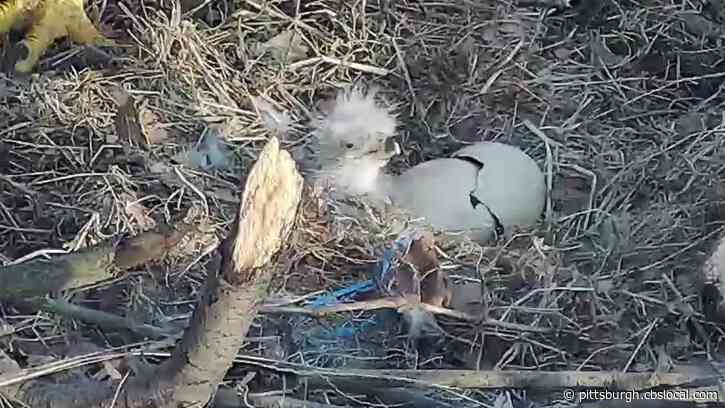 Third Eaglet Hatches At Hays Bald Eagle Nest