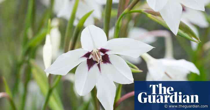Sow seeds now for a riotous summer bouquet | Alys Fowler